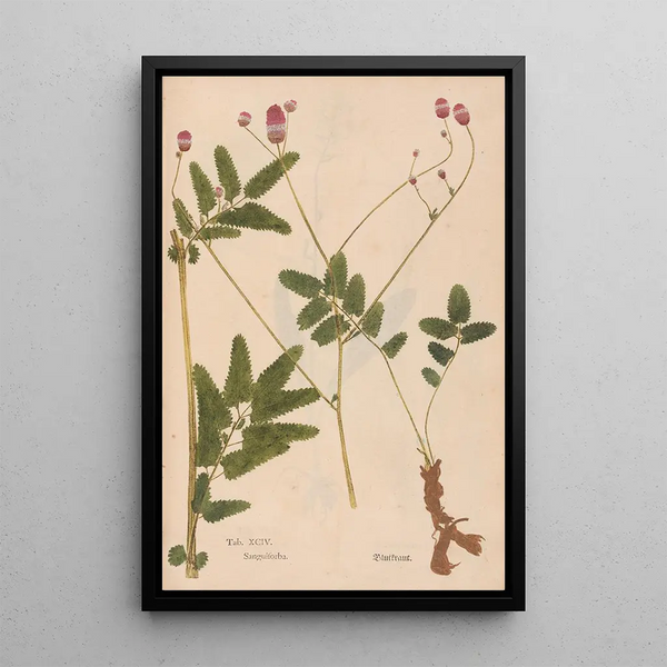 Ectypa vegetabilium Pl094 - Christian Gottlieb Ludwig — gerahmtes Bild an der Wand