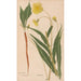 Ectypa vegetabilium Pl096 - Christian Gottlieb Ludwig — Ansicht des Kunstwerks