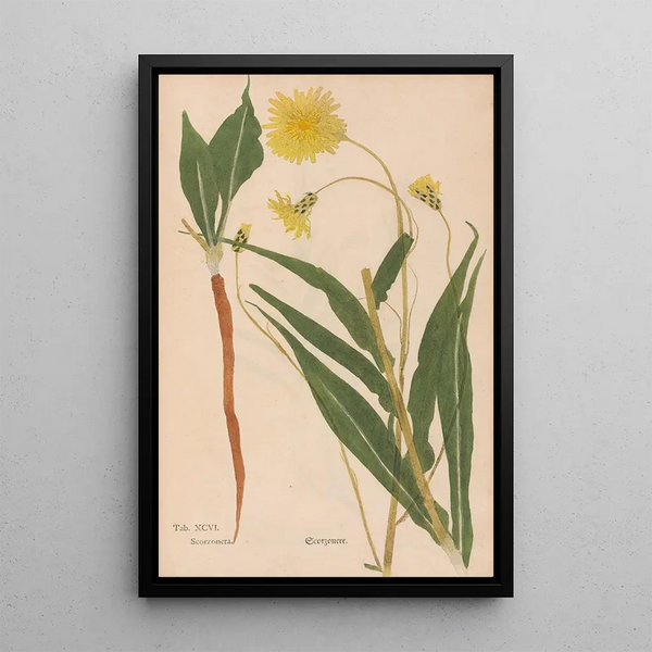 Ectypa vegetabilium Pl096 - Christian Gottlieb Ludwig — gerahmtes Bild an der Wand