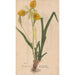 Ectypa vegetabilium Pl101 - Christian Gottlieb Ludwig — Ansicht des Kunstwerks