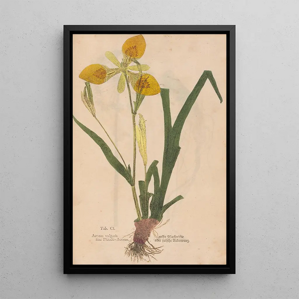 Ectypa vegetabilium Pl101 - Christian Gottlieb Ludwig — gerahmtes Bild an der Wand