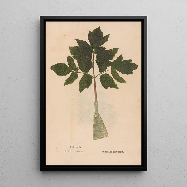 Ectypa vegetabilium Pl103 - Christian Gottlieb Ludwig — gerahmtes Bild an der Wand