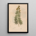 Ectypa vegetabilium Pl104 - Christian Gottlieb Ludwig — gerahmtes Bild an der Wand