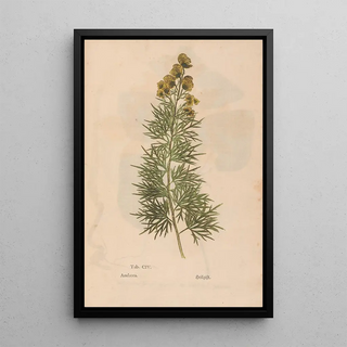 Christian Gottlieb Ludwig - Ectypa vegetabilium Pl104.webp