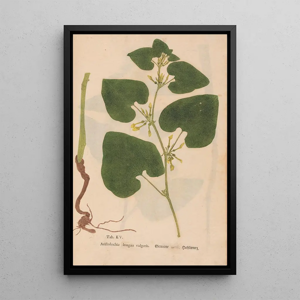 Reproduktion des Gemäldes Ectypa vegetabilium Pl105 - Christian Gottlieb Ludwig