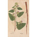 Ectypa vegetabilium Pl106 - Christian Gottlieb Ludwig — Ansicht des Kunstwerks