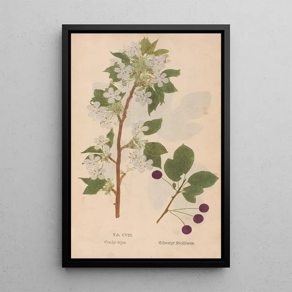 Ectypa vegetabilium Pl108 - Christian Gottlieb Ludwig — gerahmtes Bild an der Wand
