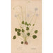 Ectypa vegetabilium Pl110 - Christian Gottlieb Ludwig — Ansicht des Kunstwerks
