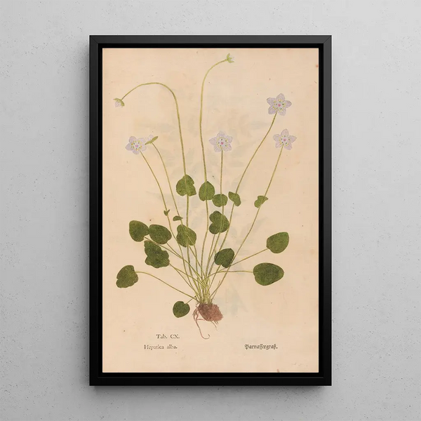 Ectypa vegetabilium Pl110 - Christian Gottlieb Ludwig — gerahmtes Bild an der Wand
