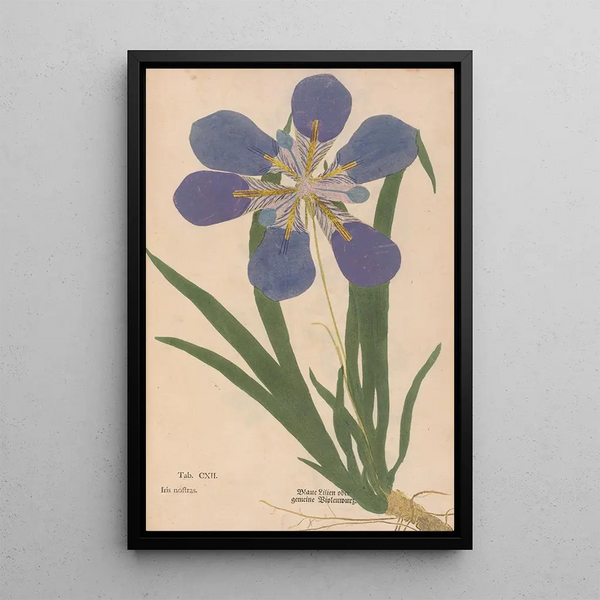 Ectypa vegetabilium Pl112 - Christian Gottlieb Ludwig — gerahmtes Bild an der Wand