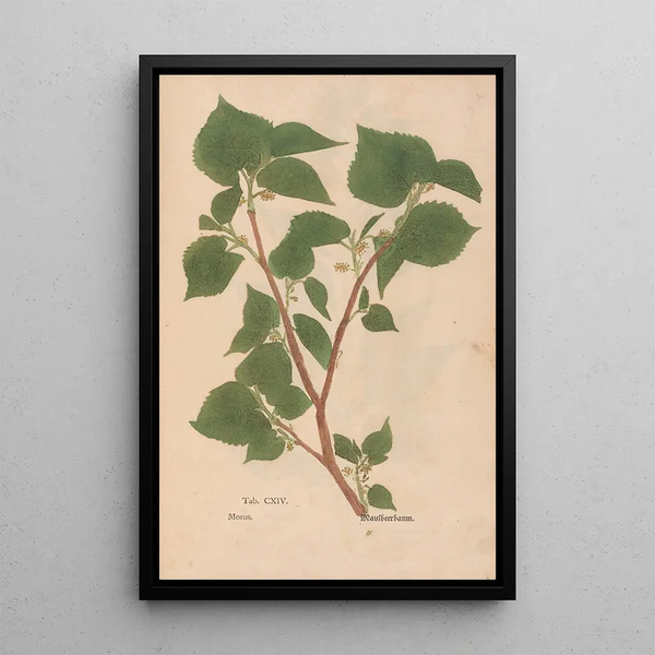 Reproduktion des Gemäldes Ectypa vegetabilium Pl114 - Christian Gottlieb Ludwig