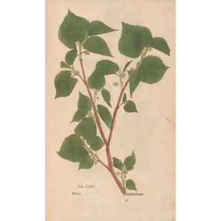 Christian Gottlieb Ludwig - Ectypa vegetabilium Pl114.webp