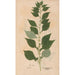 Ectypa vegetabilium Pl115 - Christian Gottlieb Ludwig — Ansicht des Kunstwerks