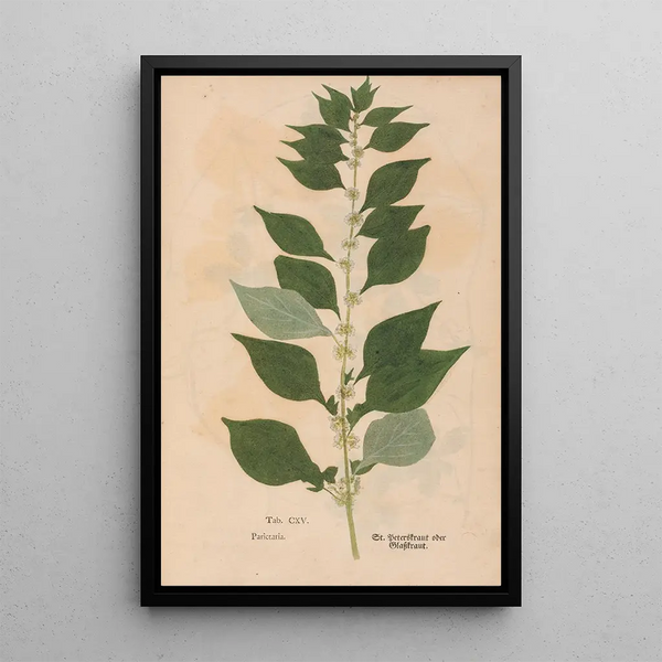 Ectypa vegetabilium Pl115 - Christian Gottlieb Ludwig — gerahmtes Bild an der Wand