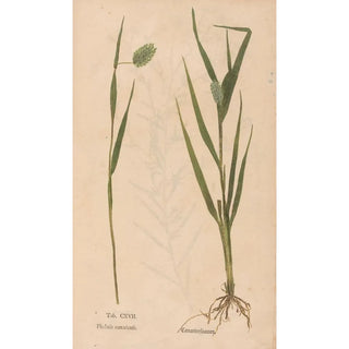 Christian Gottlieb Ludwig - Ectypa vegetabilium Pl117.webp