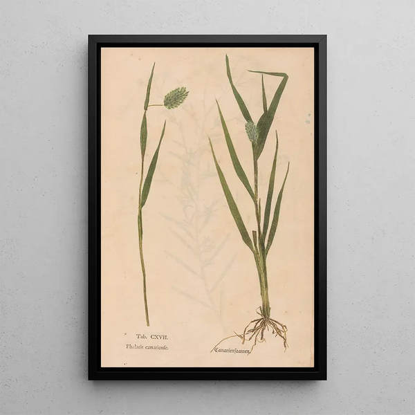 Ectypa vegetabilium Pl117 - Christian Gottlieb Ludwig — gerahmtes Bild an der Wand