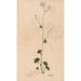 Ectypa vegetabilium Pl120 - Christian Gottlieb Ludwig — Ansicht des Kunstwerks