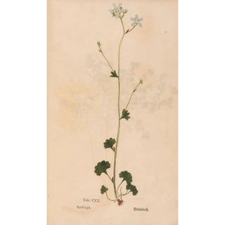 Christian Gottlieb Ludwig - Ectypa vegetabilium Pl120.webp