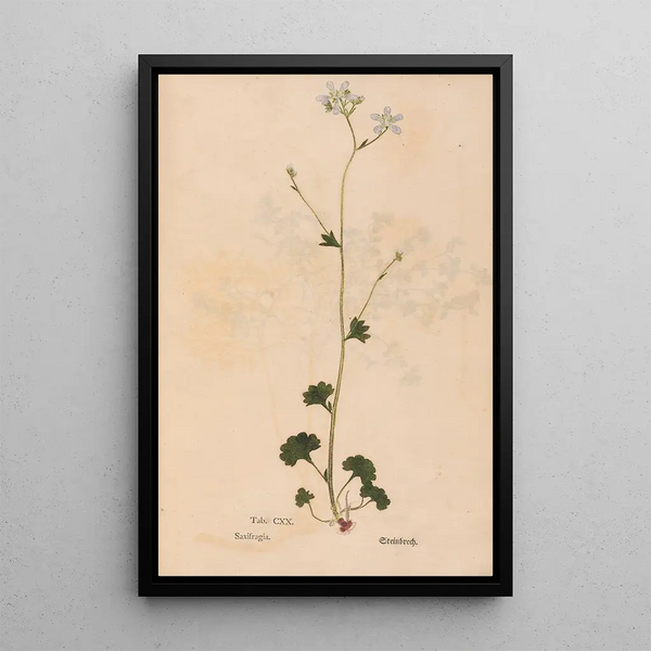 Ectypa vegetabilium Pl120 - Christian Gottlieb Ludwig — gerahmtes Bild an der Wand