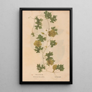 Christian Gottlieb Ludwig - Ectypa vegetabilium Pl127.webp