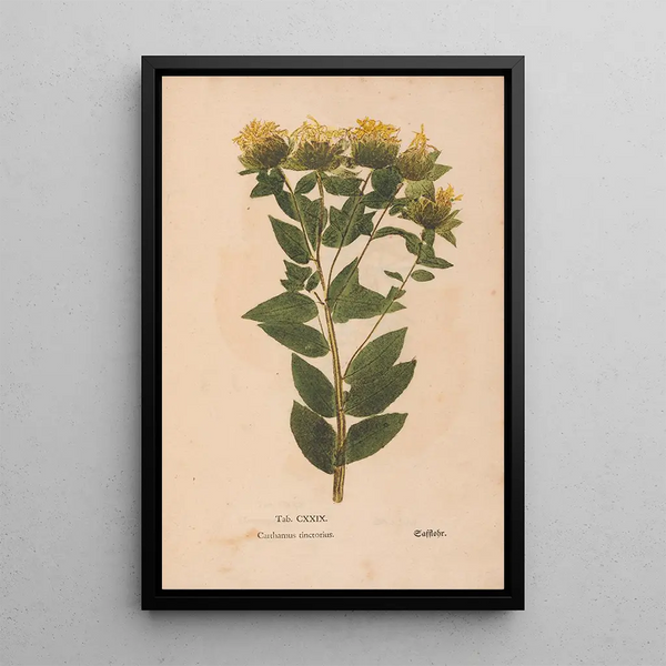 Ectypa vegetabilium Pl129 - Christian Gottlieb Ludwig — gerahmtes Bild an der Wand