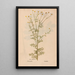 Ectypa vegetabilium Pl131 - Christian Gottlieb Ludwig — gerahmtes Bild an der Wand
