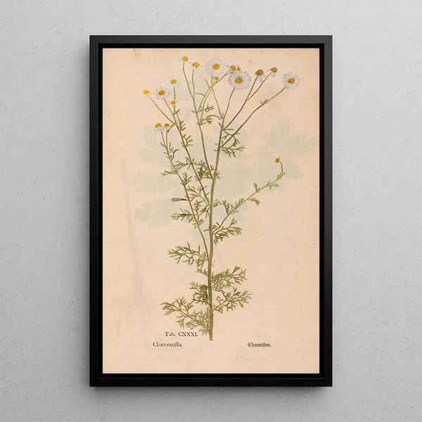 Ectypa vegetabilium Pl131 - Christian Gottlieb Ludwig — gerahmtes Bild an der Wand