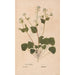 Ectypa vegetabilium Pl133 - Christian Gottlieb Ludwig — Ansicht des Kunstwerks