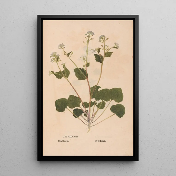 Ectypa vegetabilium Pl133 - Christian Gottlieb Ludwig — gerahmtes Bild an der Wand