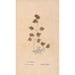 Ectypa vegetabilium Pl134 - Christian Gottlieb Ludwig — Ansicht des Kunstwerks