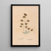 Ectypa vegetabilium Pl134 - Christian Gottlieb Ludwig — gerahmtes Bild an der Wand