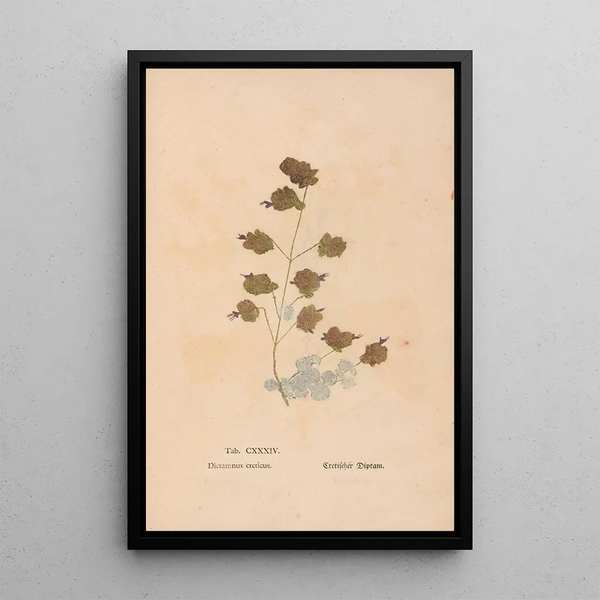 Ectypa vegetabilium Pl134 - Christian Gottlieb Ludwig — gerahmtes Bild an der Wand