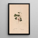Ectypa vegetabilium Pl136 - Christian Gottlieb Ludwig — gerahmtes Bild an der Wand