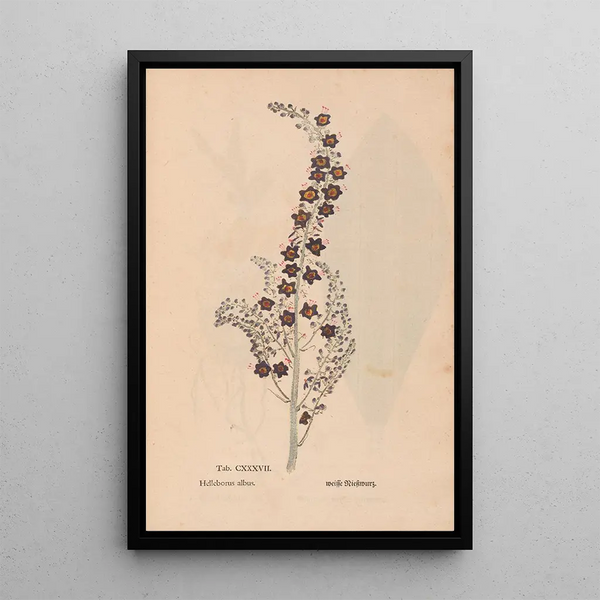 Reproduktion des Gemäldes Ectypa vegetabilium Pl137 - Christian Gottlieb Ludwig