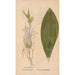 Ectypa vegetabilium Pl138 - Christian Gottlieb Ludwig — Ansicht des Kunstwerks