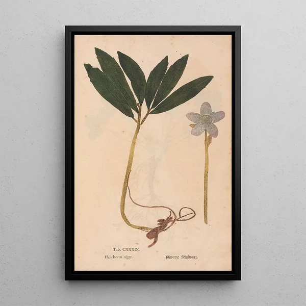 Reproduktion des Gemäldes Ectypa vegetabilium Pl139 - Christian Gottlieb Ludwig