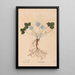 Ectypa vegetabilium Pl140 - Christian Gottlieb Ludwig — gerahmtes Bild an der Wand