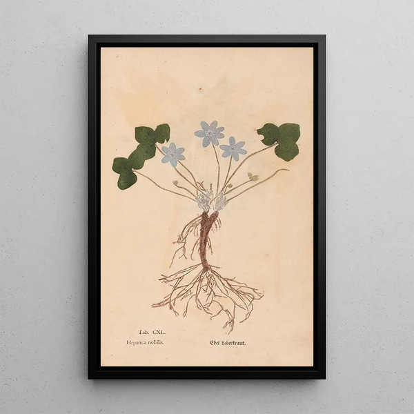 Ectypa vegetabilium Pl140 - Christian Gottlieb Ludwig — gerahmtes Bild an der Wand