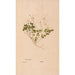 Ectypa vegetabilium Pl142 - Christian Gottlieb Ludwig — Ansicht des Kunstwerks