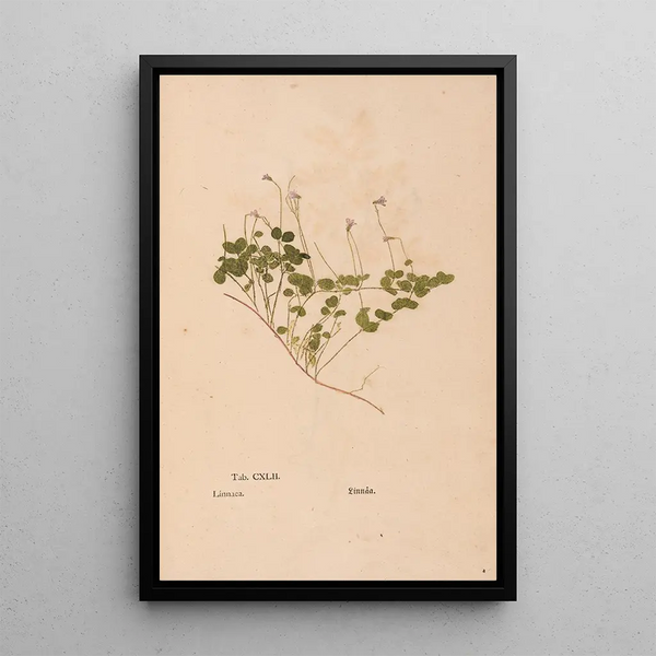 Ectypa vegetabilium Pl142 - Christian Gottlieb Ludwig — gerahmtes Bild an der Wand