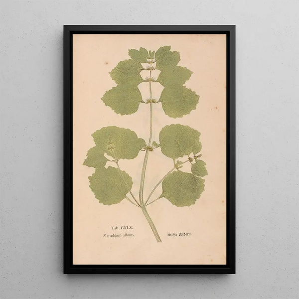 Ectypa vegetabilium Pl145 - Christian Gottlieb Ludwig — gerahmtes Bild an der Wand