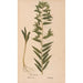 Ectypa vegetabilium Pl147 - Christian Gottlieb Ludwig — Ansicht des Kunstwerks