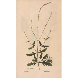 Christian Gottlieb Ludwig - Ectypa vegetabilium Pl149.webp