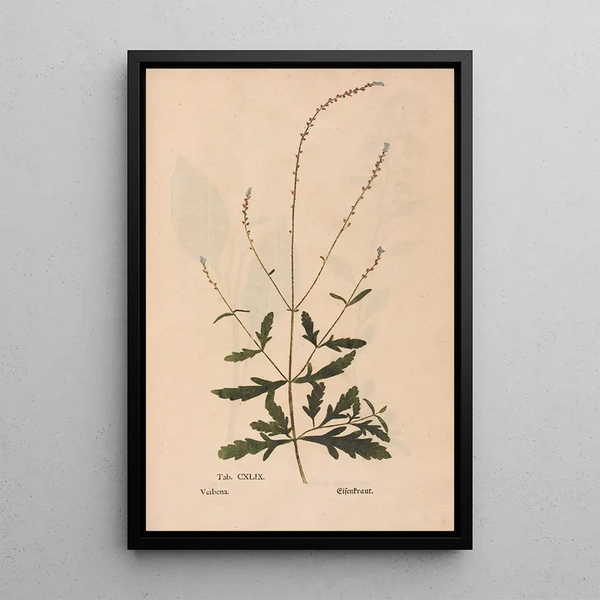 Ectypa vegetabilium Pl149 - Christian Gottlieb Ludwig — gerahmtes Bild an der Wand