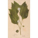 Ectypa vegetabilium Pl151 - Christian Gottlieb Ludwig — Ansicht des Kunstwerks