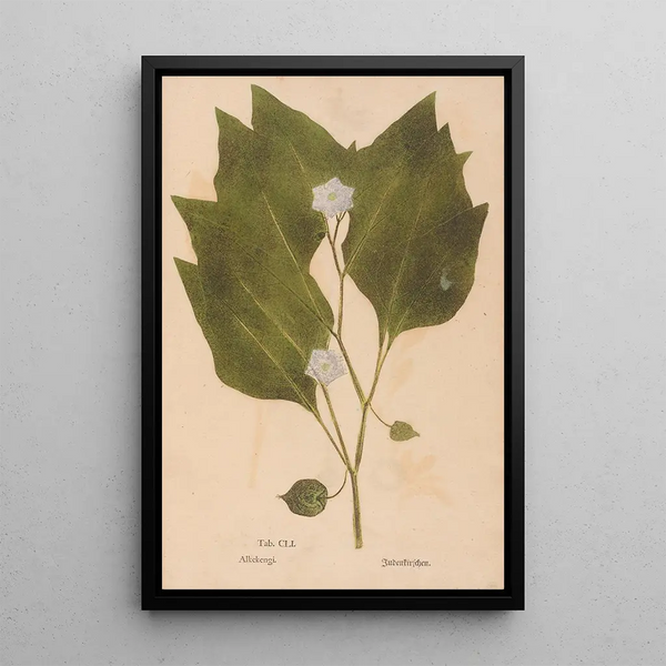 Ectypa vegetabilium Pl151 - Christian Gottlieb Ludwig — gerahmtes Bild an der Wand
