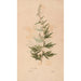 Ectypa vegetabilium Pl153 - Christian Gottlieb Ludwig — Ansicht des Kunstwerks
