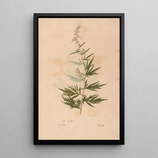 Ectypa vegetabilium Pl153 - Christian Gottlieb Ludwig — gerahmtes Bild an der Wand