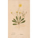 Ectypa vegetabilium Pl154 - Christian Gottlieb Ludwig — Ansicht des Kunstwerks