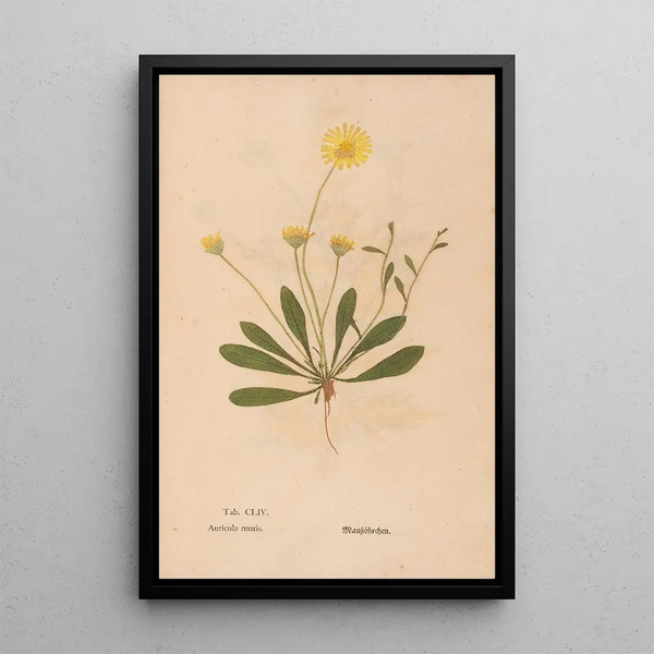Ectypa vegetabilium Pl154 - Christian Gottlieb Ludwig — gerahmtes Bild an der Wand